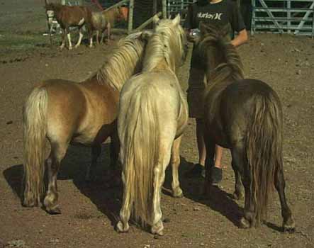 Silver butts